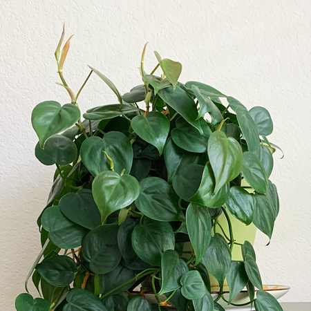 heartleaft philodendron