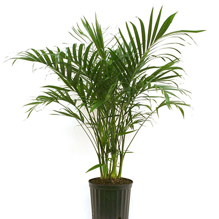 indoor palm tree