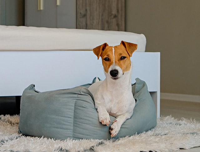 zenotica pet beds recommended in bedrooms